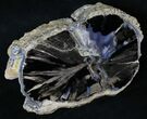 Large Blue Forest Petrified Wood End Cut - #19505-2